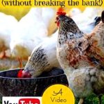 Do you know the most typical mistakes that amateurs make when raising chickens the very first time?