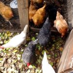 Presenting new chickens towards the flock step-by-step