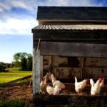 Raising chickens 101: building a chicken house
