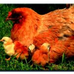 Raising lounging hens around the homestead