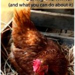The $154 egg: mistakes to prevent when raising chickens