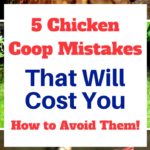 The Ten mistakes of raising chickens