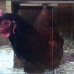 Using tensorflow on the raspberry pi inside a chicken house