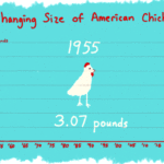 Why chickens are two times as big today because they were six decades ago