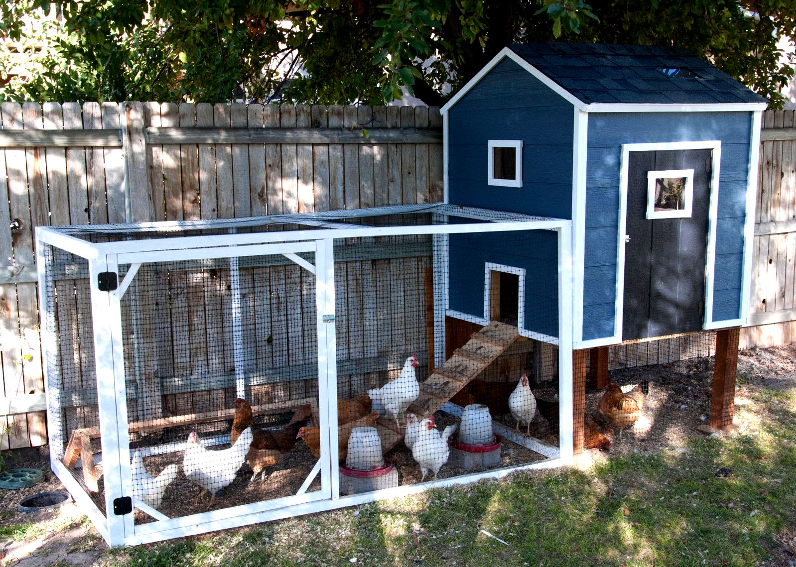 Chicken coops to construct review designs and