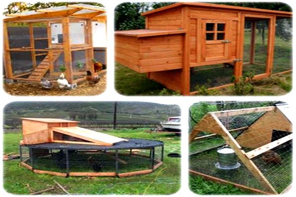 Chicken coops to construct review without any experience of