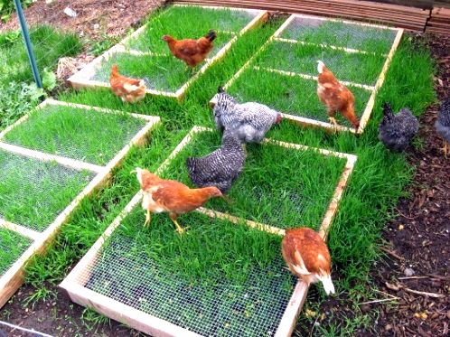 Chicken Coop Hacks