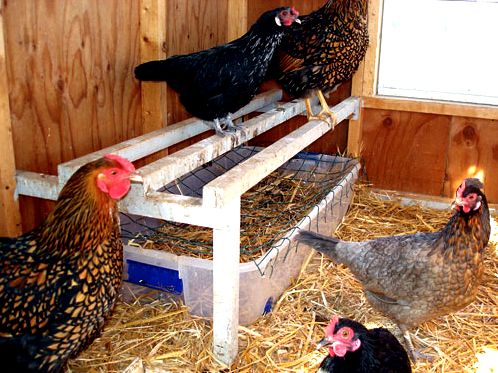 Chicken Coop Hacks