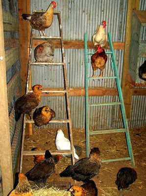 Chicken Coop Hacks