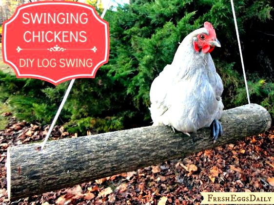 Chicken Coop Hacks