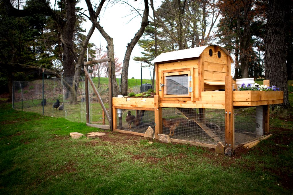 chicken coop hacks