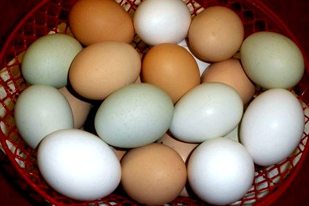 Eggs from Backyard Chickens for Beginners