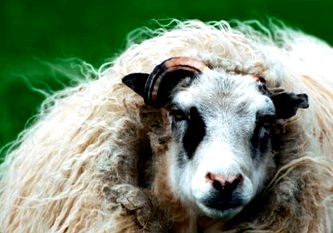 Sheep with fleece blowing in the wind