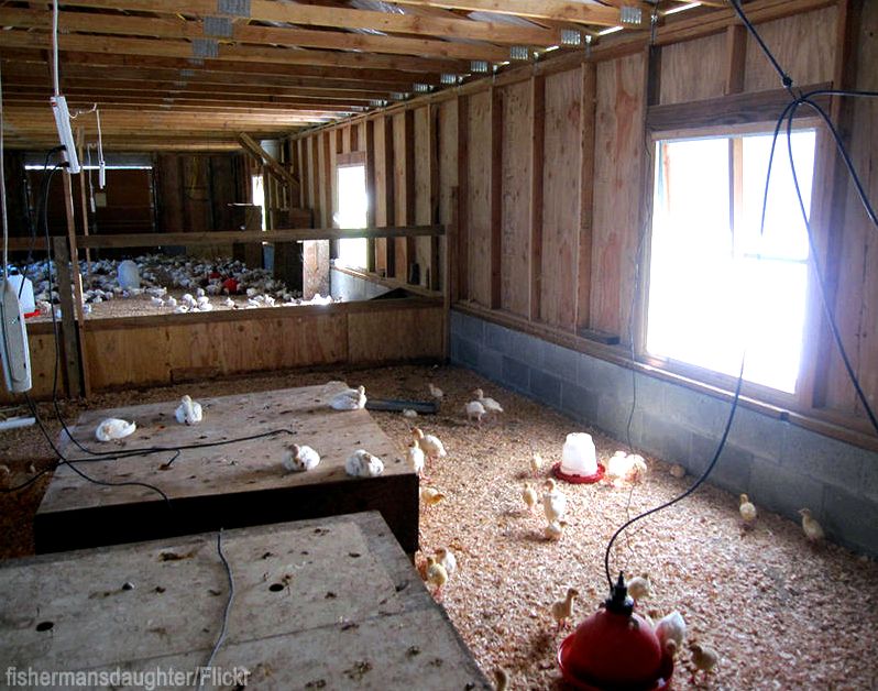 5 Common Brooder House Mistakes - Photo by fishermansdaughter #chicks #chickens