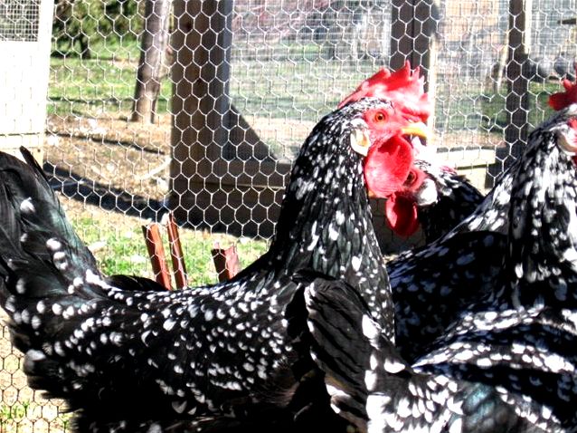 anconas chicken breed