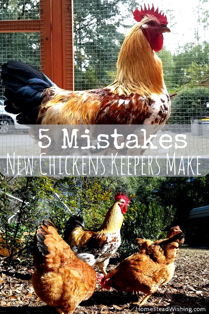 Mistakes new chicken keepers make. Raising chickens is probably a lot easier than you think. Try to avoid these five mistakes now that you know about them!  Homestead Wishing, Author Kristi Wheeler  http://homesteadwishing.com/mistakes-new-chicken-keepers-make/  chicken-mistakes, keeping-chickens, homesteading, homestead-wishing 