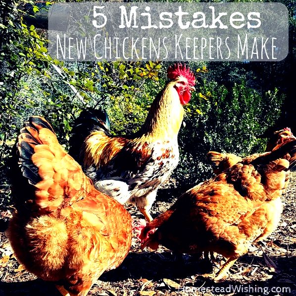 Mistakes new chicken keepers make. Raising chickens is probably a lot easier than you think. Try to avoid these five mistakes now that you know about them!  Homestead Wishing, Author Kristi Wheeler  http://homesteadwishing.com/mistakes-new-chicken-keepers-make/  chicken-mistakes, keeping-chickens, homesteading, homestead-wishing 