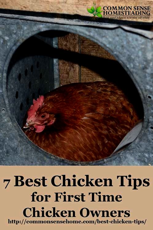 Get your flock started with the best chicken tips - How to buy chickens, 