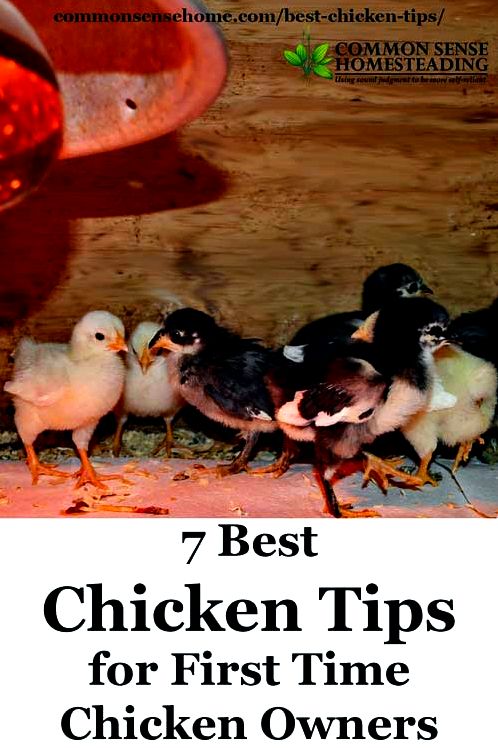 Get your flock started with the best chicken tips - How to buy chickens, 