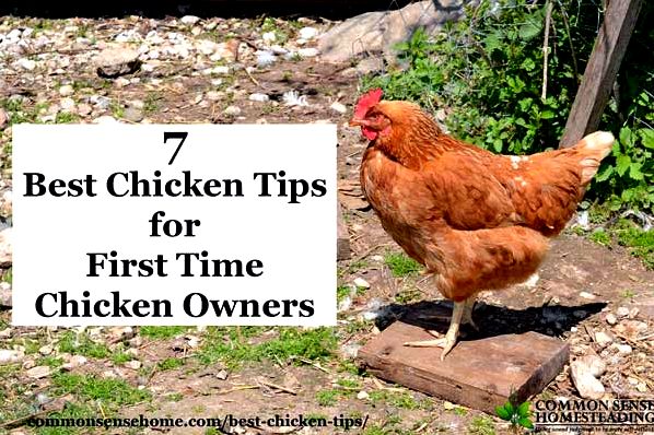 Get your flock started with the best chicken tips - How to buy chickens, 