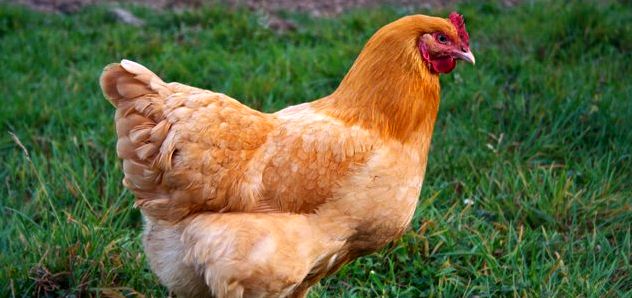 Buff Orpington Chicken Breeds