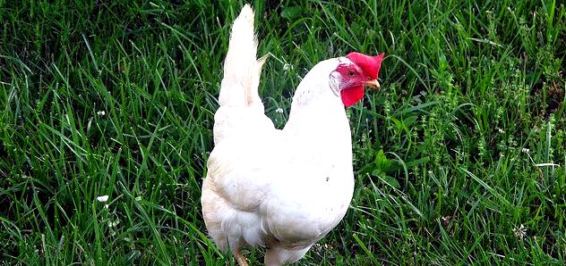 Leghorn Chicken Breeds