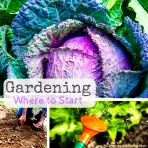 How to Start a Garden