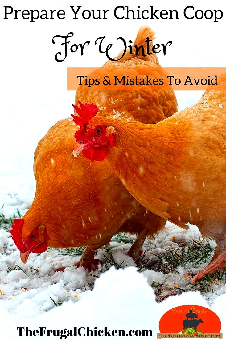 Greatest winter chicken mistakes (and the way to prevent them!) could be