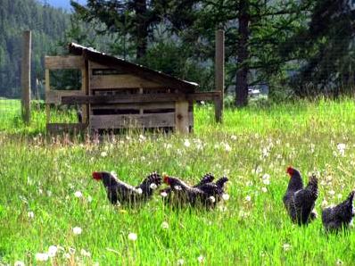 Chicken Coop