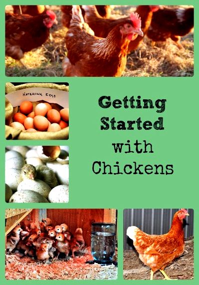Getting began with chicken webquest the internet sites you