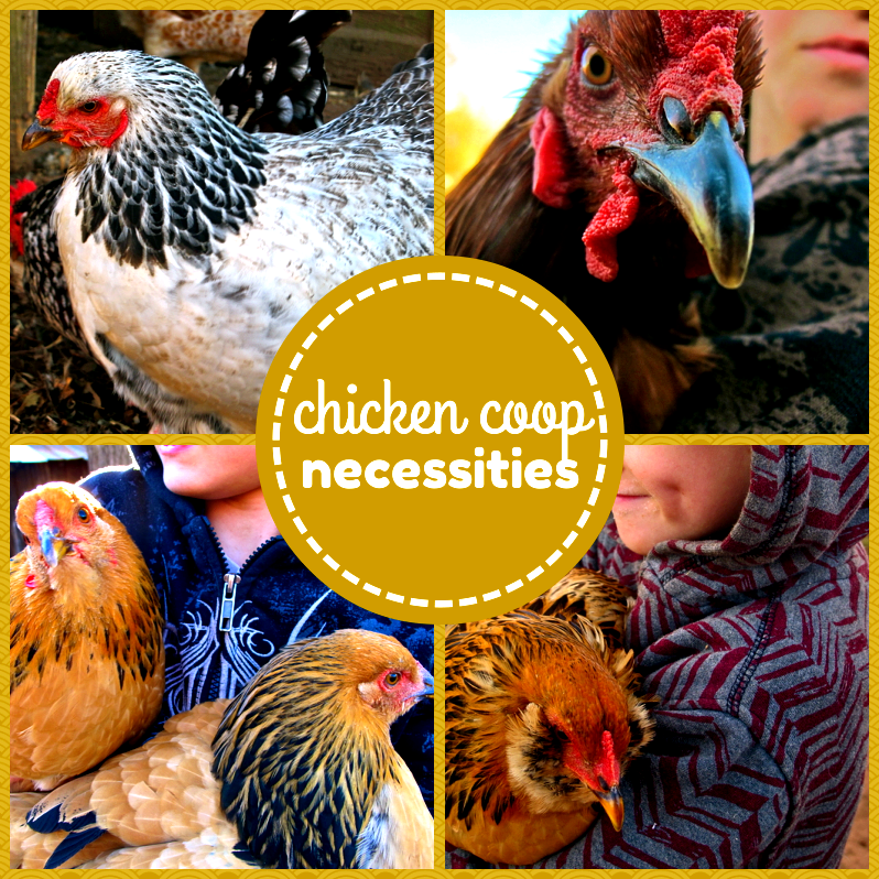 chicken coop necessities-4