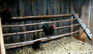 chicken coop necessities roosts