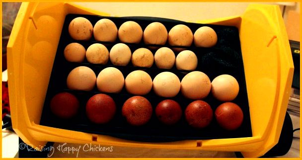 A mix of different chicken breed eggs set into my Octagon 20 incubator.