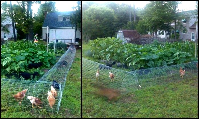 Building a do it yourself backyard chicken tunnel recovering from