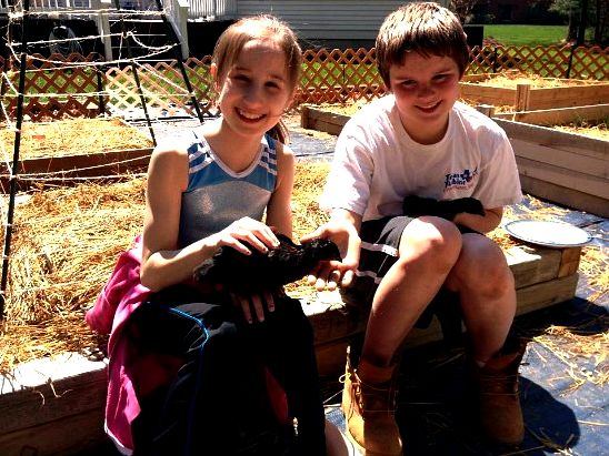 children with chickens