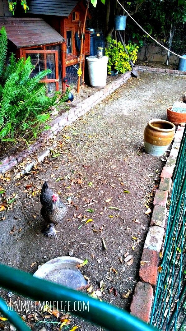 Lexington's third annual coop tour illustrates growing recognition of back-yard chickens in Lexington