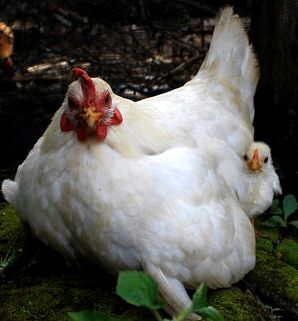 hen with her chick perching on a log in the garden