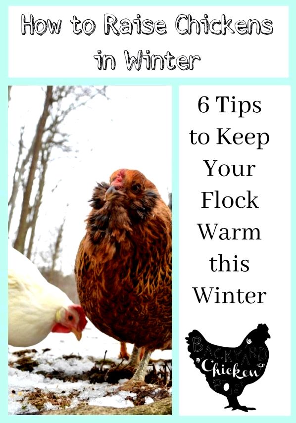 How to maintain your backyard chickens healthy during the cold months toy spaniel might
