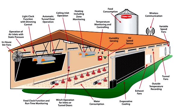 Location and planning your chicken's home The colour