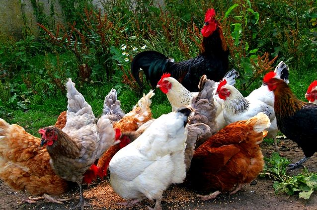 Chickens eating food off the ground