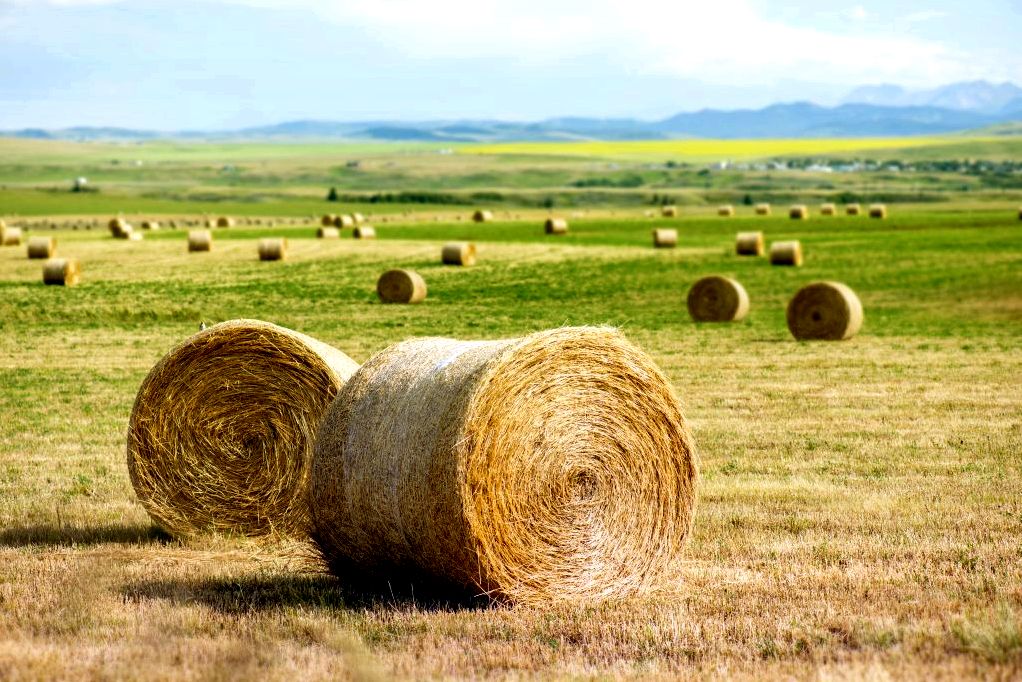 Hay is a great way to insulate coops