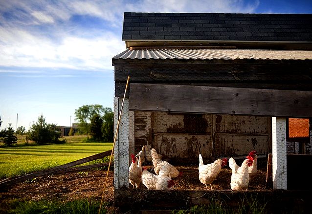 A chicken coop run lets the chickens get plenty of sunshine and air.