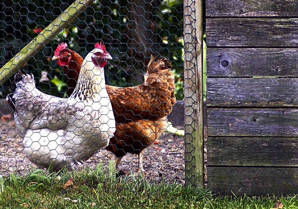 If you protect your investments, you should protect your chickens!