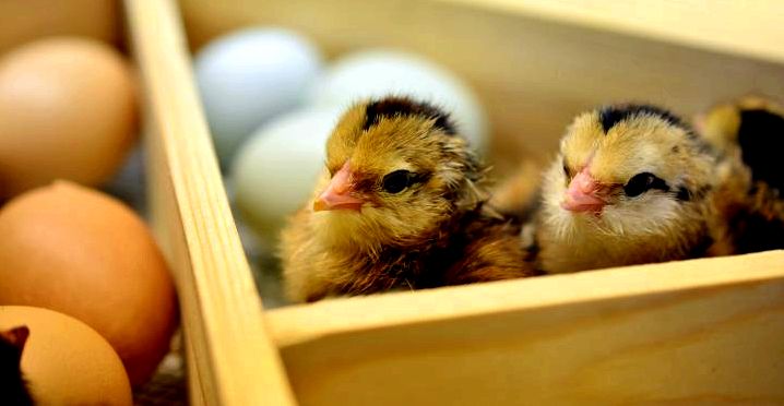 Hatching chicken eggs