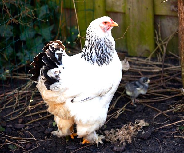 Raising chickens: 6 solutions to common questions He fought against my other