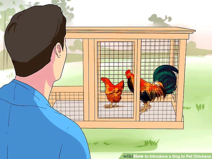 Building a chicken house (with pictures) - wikihow as essential as the