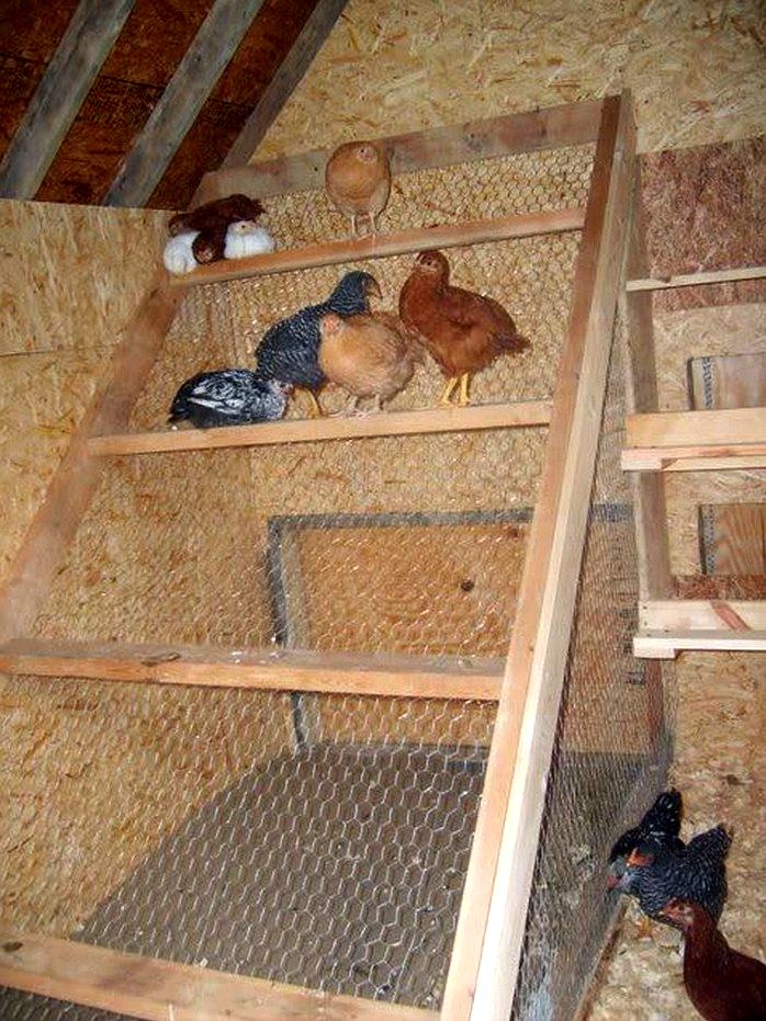 Building a chicken roost Stay away from metals
