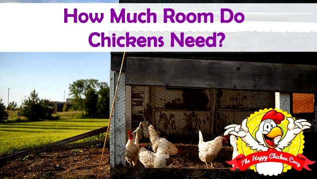 How Much Room Do Chickens Need Blog Cover