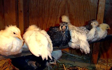 Chicken Roosting Perching Area