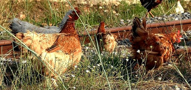 How Much Space Do Chickens Need To Roam